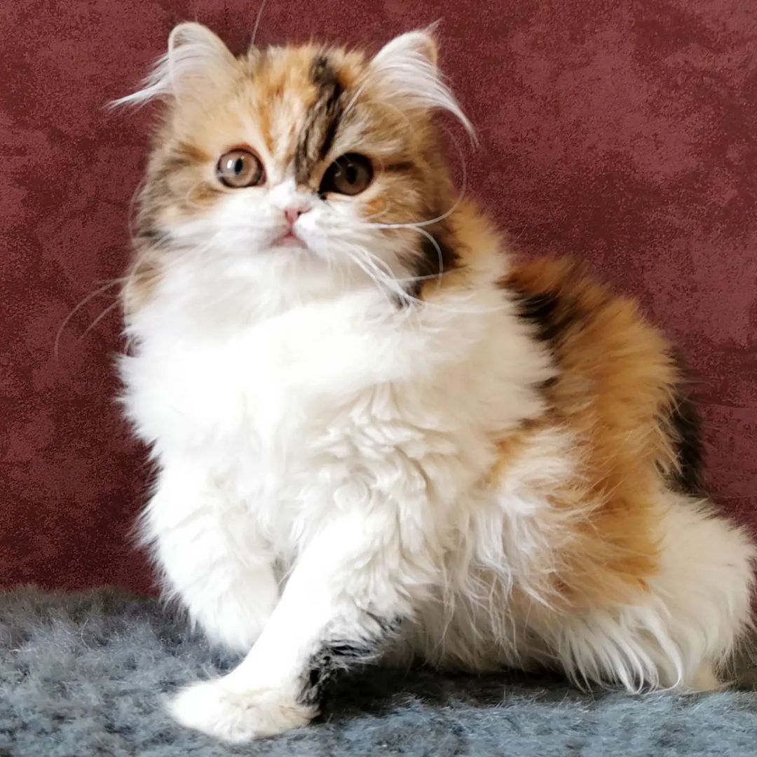 Вислоухие шотландские котята в LOOKY — фото 7