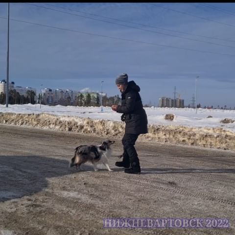 dressirovka_nv in LOOKY. . Эта замечательная па...