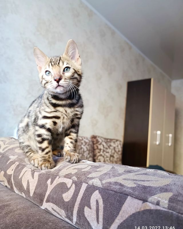 isakova_anastasija в LOOKY. #бенгальскийкот. Лео-Леонардо🥰 #бенг...