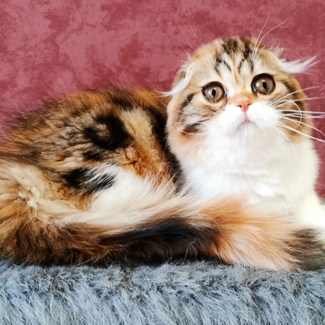 Вислоухие шотландские котята в LOOKY — фото 7
