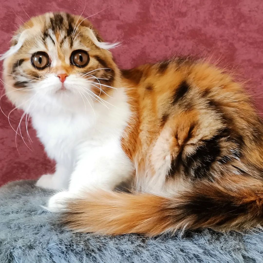 Вислоухие шотландские котята в LOOKY — фото 3
