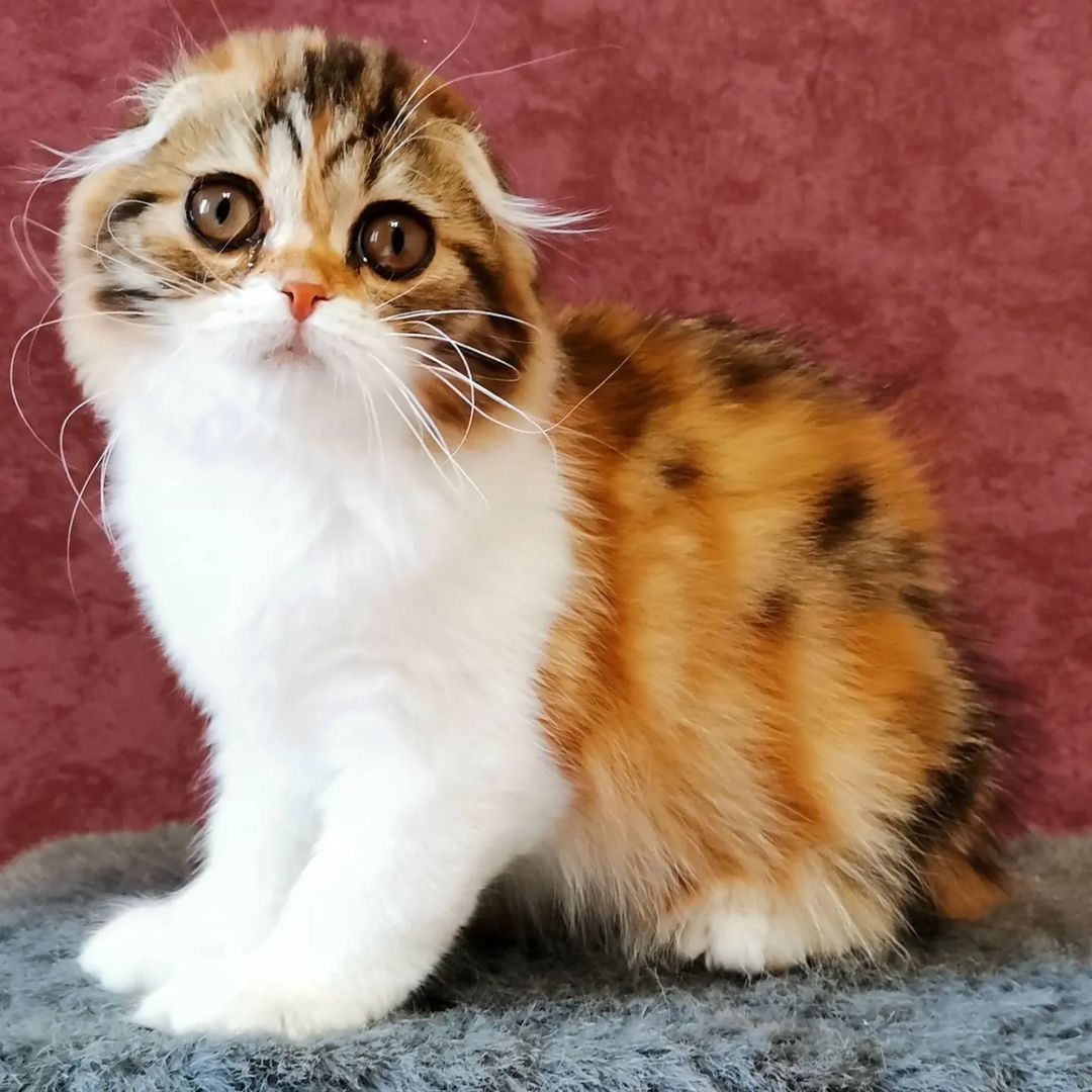 Вислоухие шотландские котята в LOOKY — фото 2