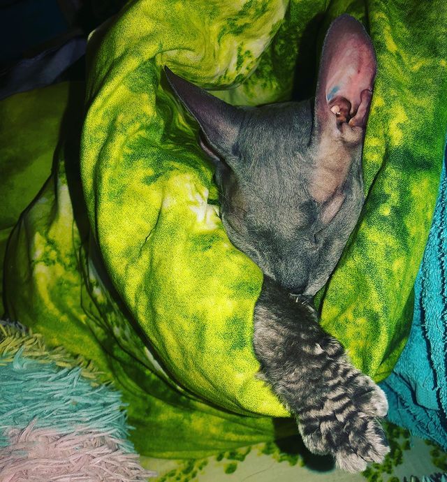 koshindra в LOOKY. #сфинкс,#кошка,#малышка,#мышка,#котеночек. Цырик 😻 так сладко ...