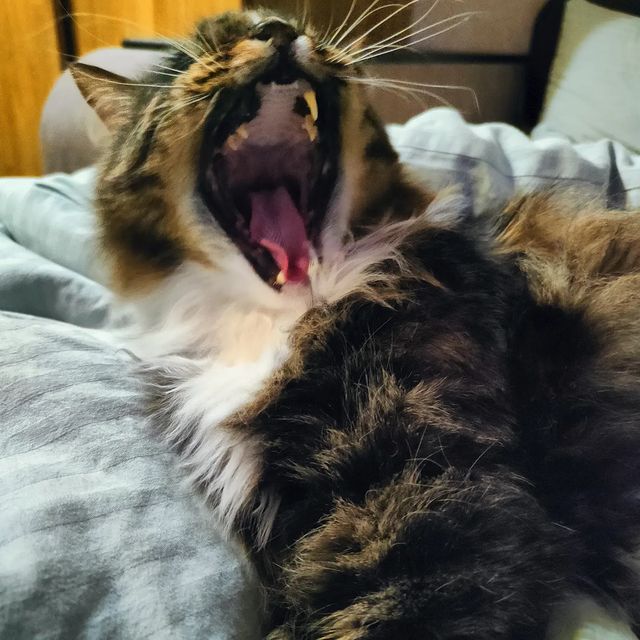 marinastsha в LOOKY. #mainecooncat,#mainecoon,#blackcatsofinstagram,#blackcat,#blackcatsclub,#котик,#кот,#котывинстаграме,#norvegianforestcat,#жизнькота,#catphoto,#catslover,#,#,#безкотаижизньнета,#cat_features,#cat_of_instagram,#кошачьяжизнь,#золотойфонддрузей,#catsloversworld,#catlife,#catphoto,#lifewithcats,#sellos,#gatos,#gatosfofos,#gatosfofo,#gatosnoinstagram. Утро субботы, хотя у...