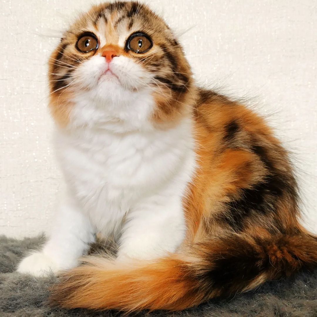Вислоухие шотландские котята в LOOKY — фото 5