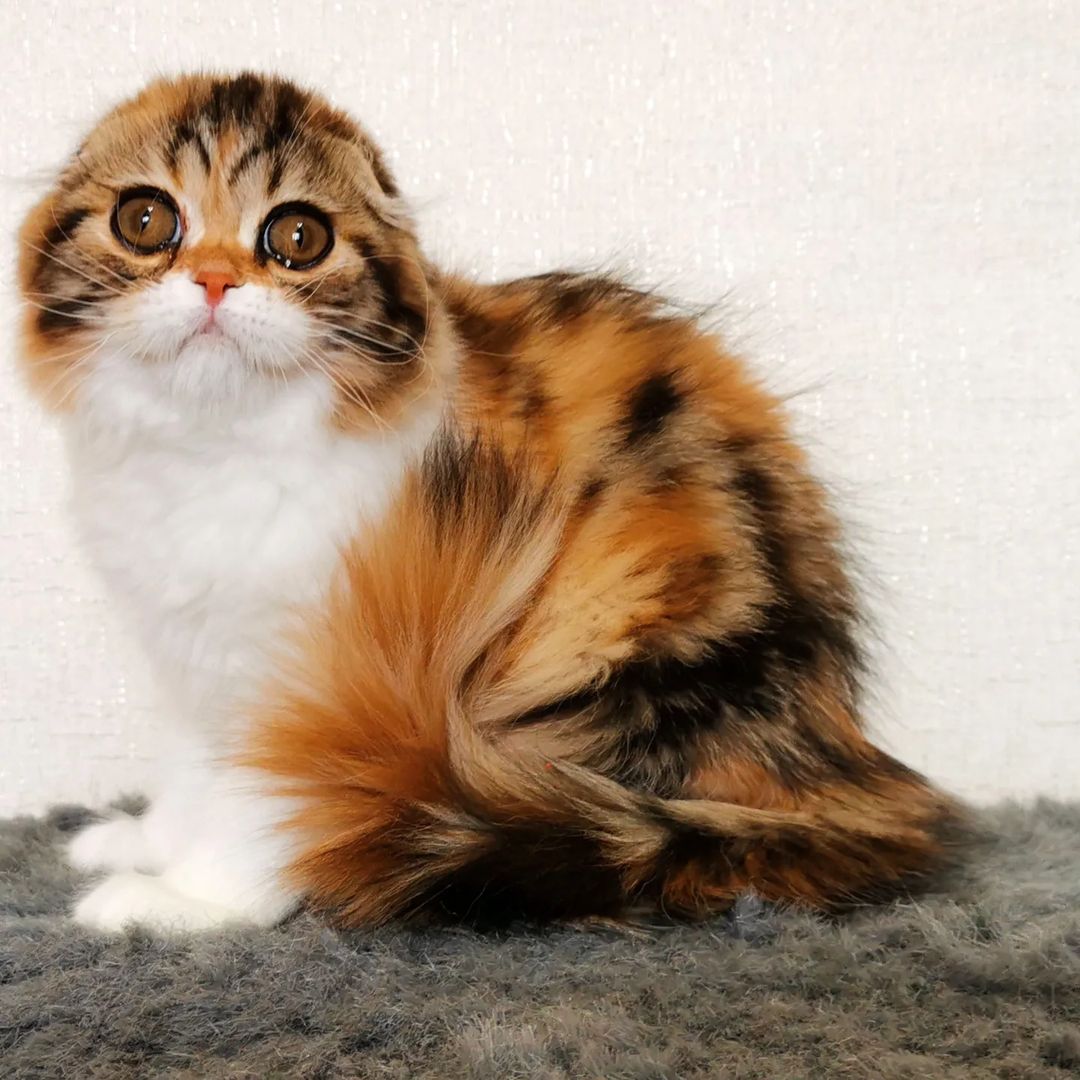 Вислоухие шотландские котята в LOOKY — фото 2