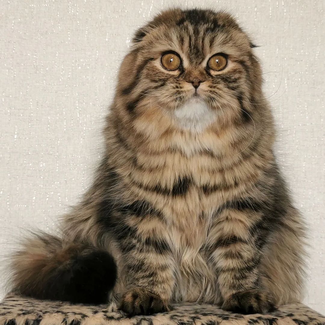 Вислоухие шотландские котята в LOOKY — фото 3