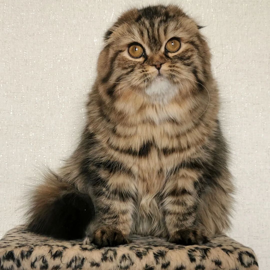 Вислоухие шотландские котята в LOOKY — фото 4