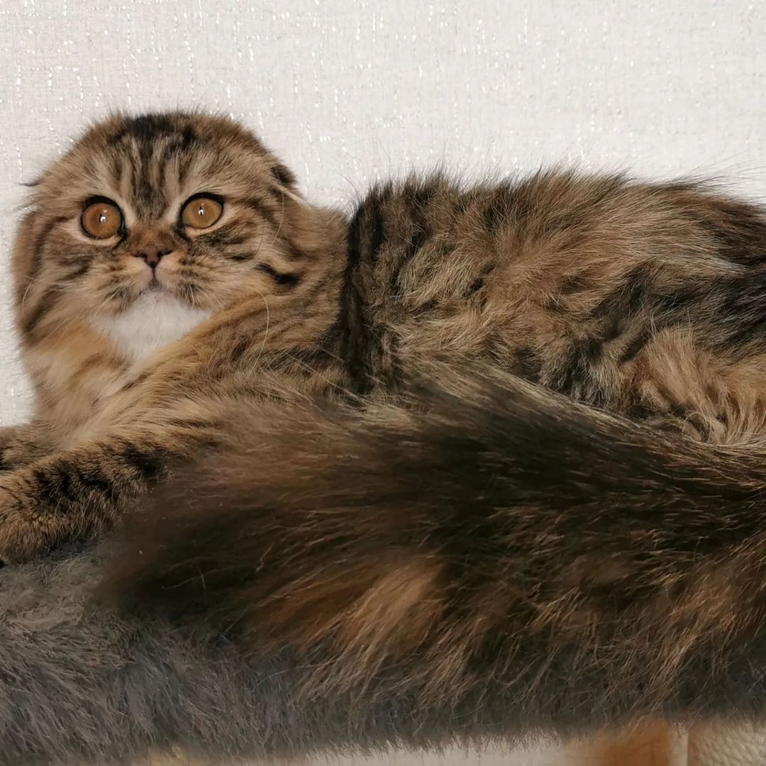 Вислоухие шотландские котята в LOOKY — фото 2
