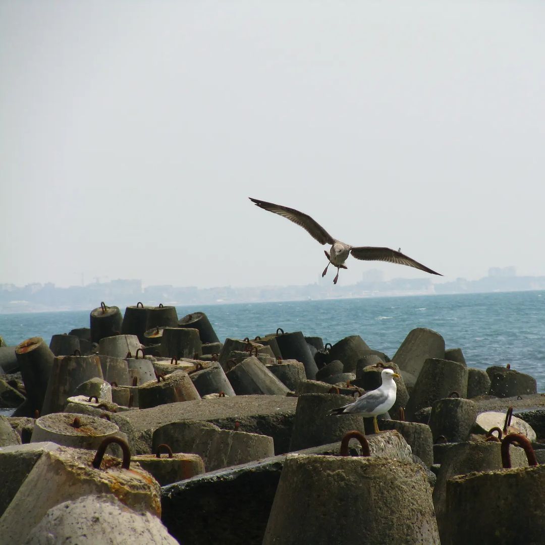 🕊️
============================
#сочи #чайка #море #sea #sochi