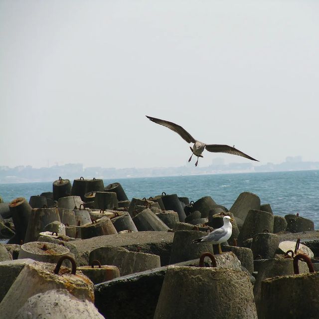 elenamoki в LOOKY. #сочи,#чайка,#море,#sea,#sochi. 🕊️
================...