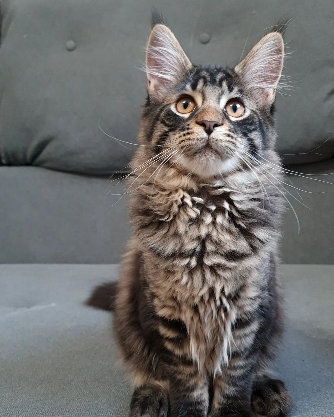 excellentlinemainecoons в LOOKY — фото 2