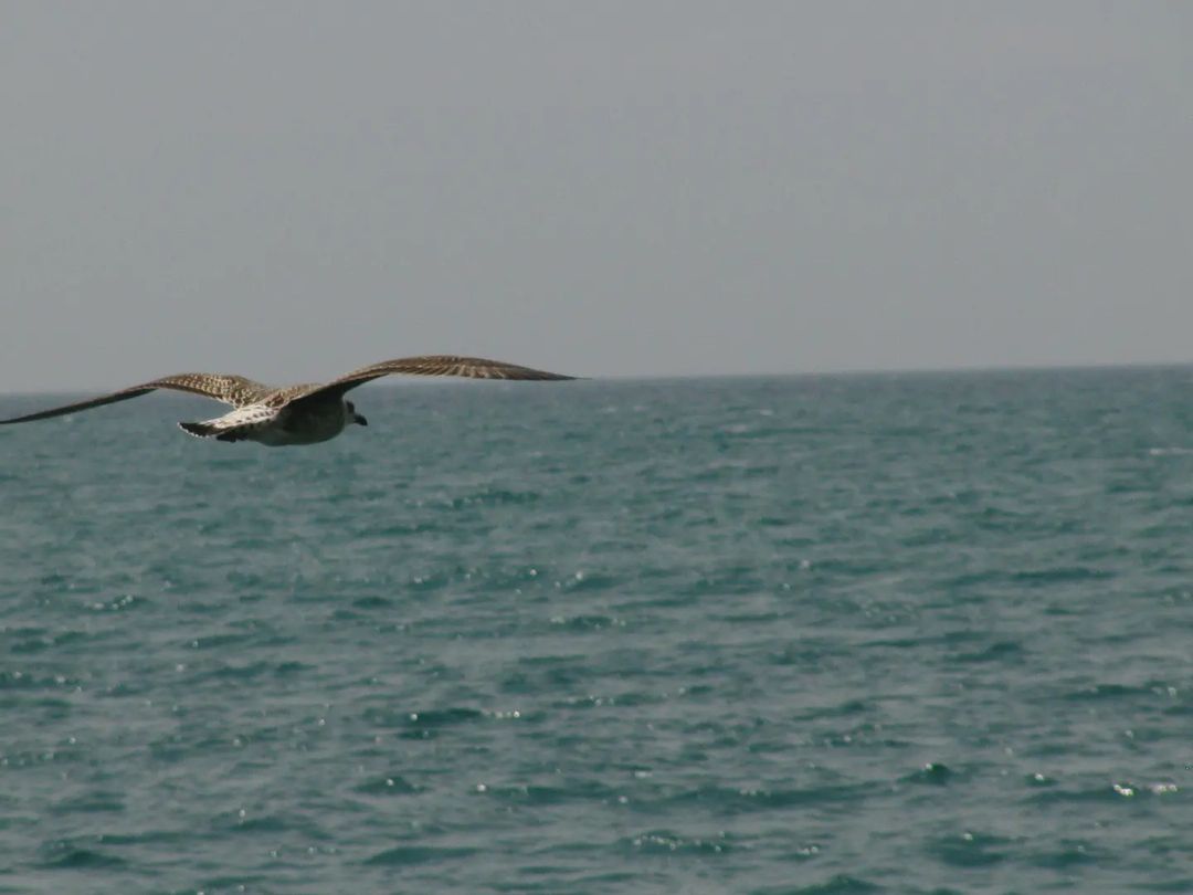 🕊️
=======================
#sea #blacksea #Sochi #чайка #море #черноеморе #Сочи