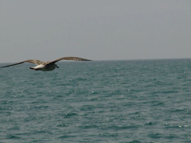 elenamoki в LOOKY. #sea,#blacksea,#Sochi,#чайка,#море,#черноеморе,#Сочи. 🕊️
================...