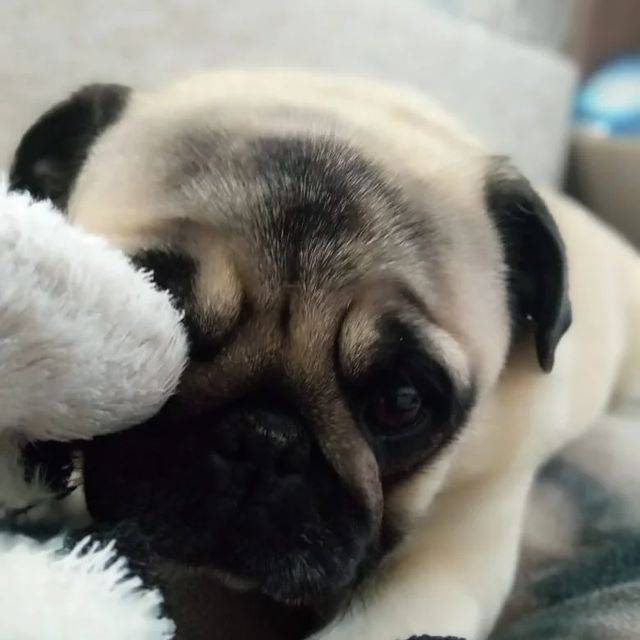20.black_cherry в LOOKY. . Мася❤💜
