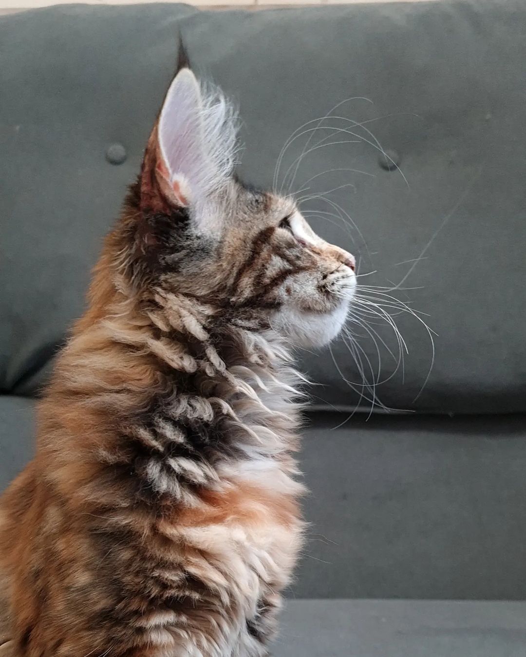 excellentlinemainecoons в LOOKY — фото 2