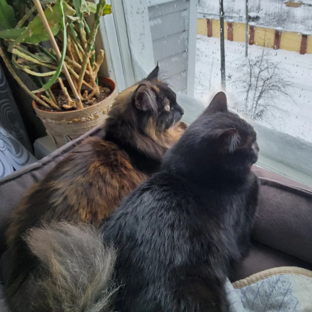Непоняли...!!! А весна будет?! 🙀😿🐱 #3апреля #утро #весна #калуга #котики