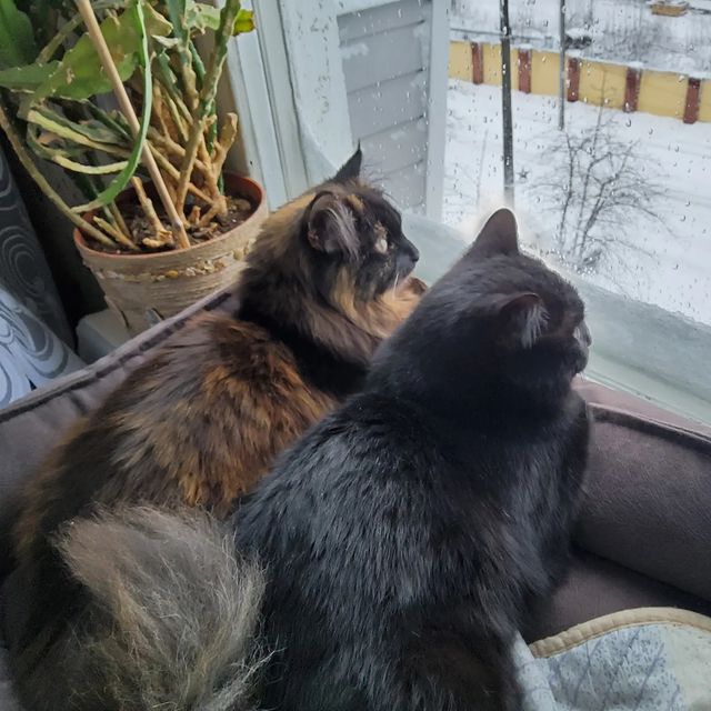 ginger_r_ в LOOKY. #3апреля,#утро,#весна,#калуга,#котики. Непоняли...!!! А вес...