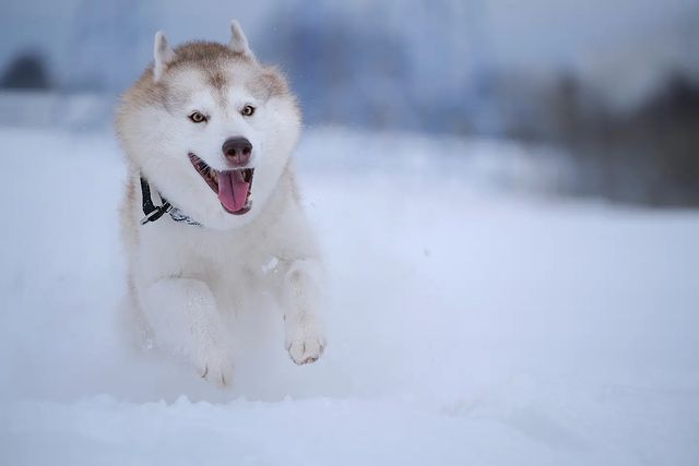 husky_easy в LOOKY. #husky,#siberianhusky,#huskyphotography,#huskygram,#huskylove,#huskylovers,#huskylovingclub,#huskylife,#allthingshusky,#instahusky,#huskyofinstagram,#huskypics,#huskiesreq,#huskiesofinstagram,#huskyrussia,#dogsofinstagram,#igcutest_animals,#ilovehusky,#justhuskies,#bestwoof,#dog_features,#dogs_of_world,#dogphotography,#excellent_dogs,#хаски,#хаскифото,#хаскивмоскве. Всё ещё зима..
#husk...