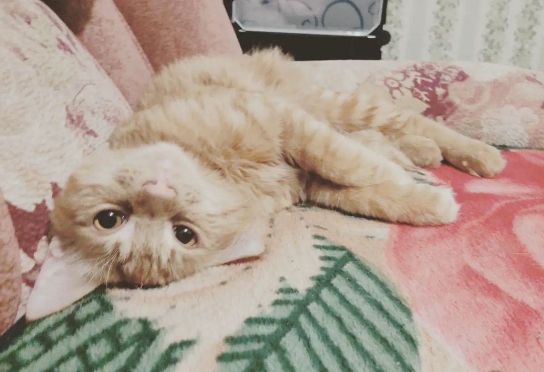 ulyanka.kari in LOOKY. #Cat❤️. #Cat❤️