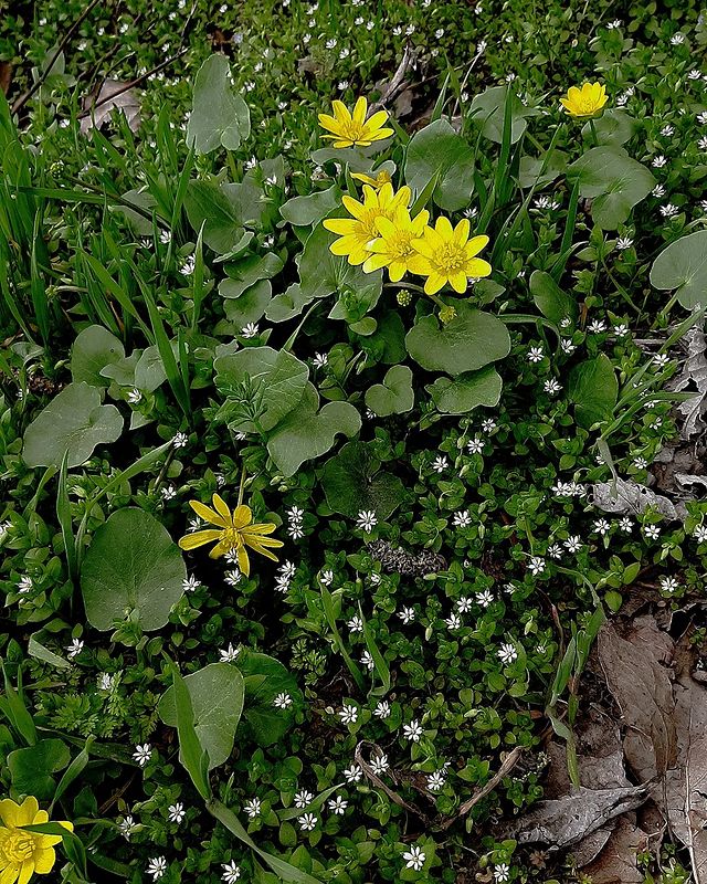 ksks_chikchik_m_iay в LOOKY. . 🌼🌼🌼🌼🌼🌼🌼🌼🌼🌼...