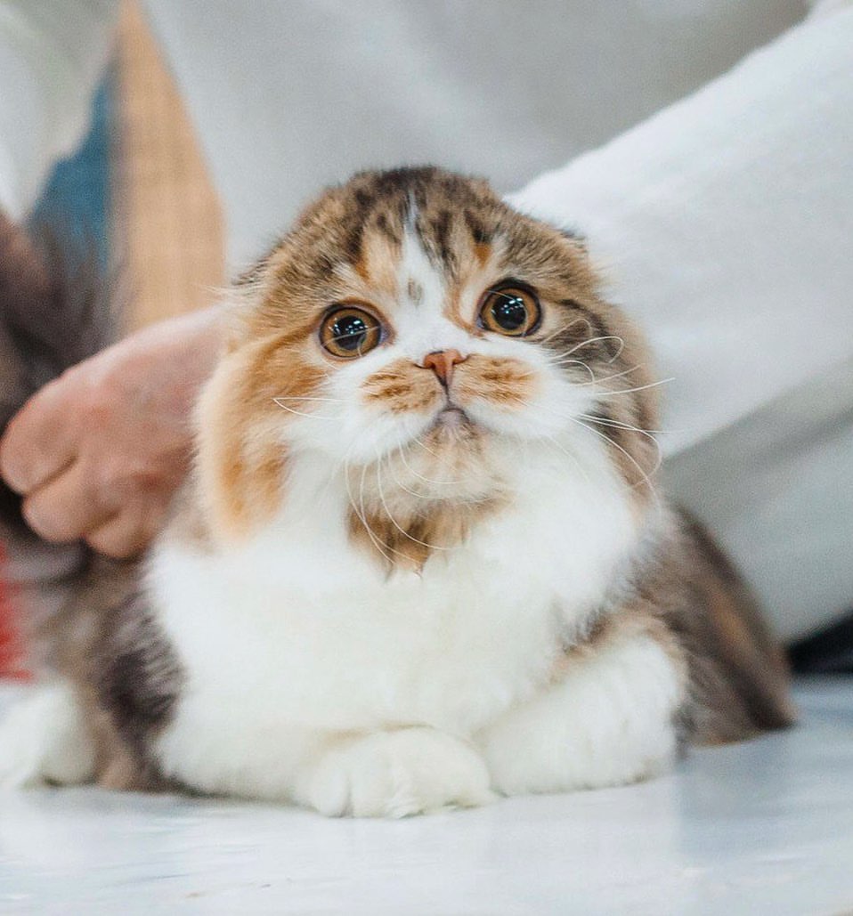 icucats в LOOKY — Scottish fold longhair cat at #icushow 
#icucats 🐾
・・・
#cat