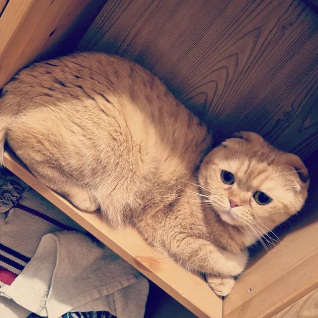 lenaaskaron в LOOKY. #котик. Мой любимый пирожоче...