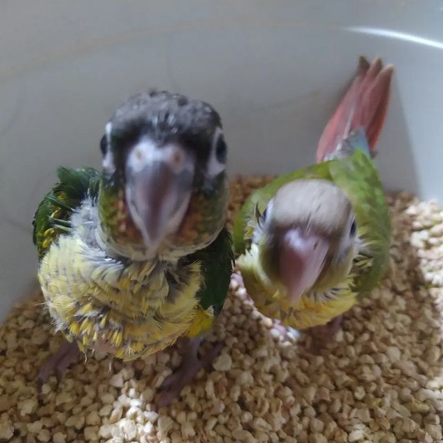 eeenverkilinccc в LOOKY. #papagan,#papaganegitimi,#papağanlar,#papağankafesi,#papağan,#papağaneğitimi,#papaganturkiye,#parrottrainer,#parrot,#konurpapağanı,#pakistanpapağan,#aleksanderpapağanı,#iskenderpapagani,#monkpapağanı,#monkparakeet,#ankara,#ankarapapağanüretimi,#keçiören,#pursaklar,#çubuk,#akyurt. 🦜🦜🦜El besleme Kon...