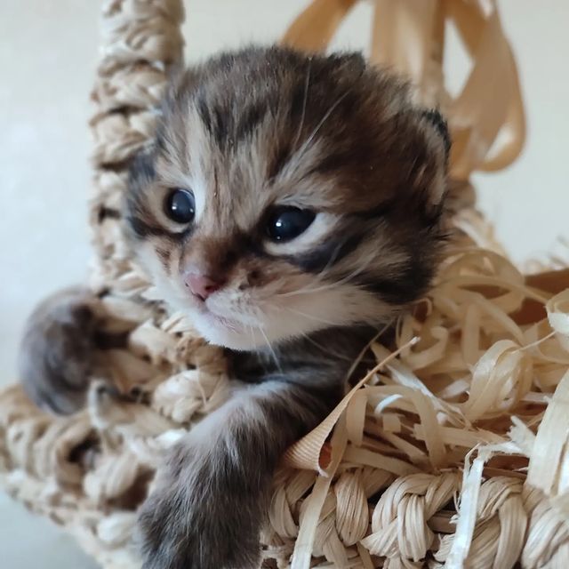 gardemarincat в LOOKY. #курильскийбобтейлмосква,#курилыэтонавсегда,#kurilianbobtail,#gardemarincat,#icu,#goldencats. Растем) 

#курильски...