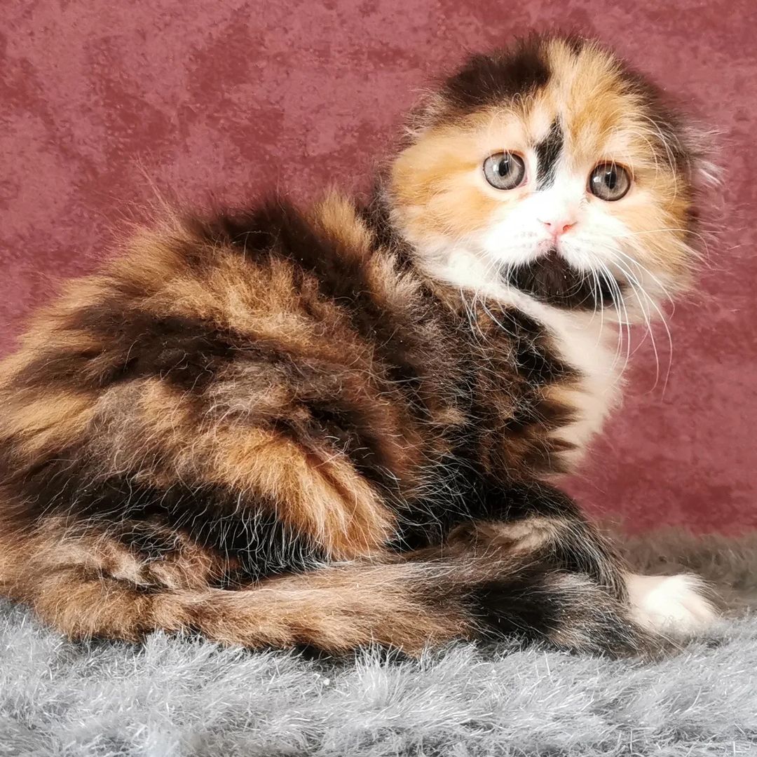 kittens_scottishfold_longhair в LOOKY — фото 5