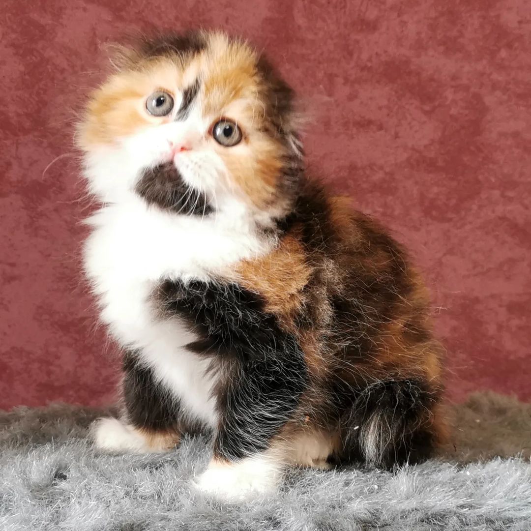 kittens_scottishfold_longhair в LOOKY — фото 2