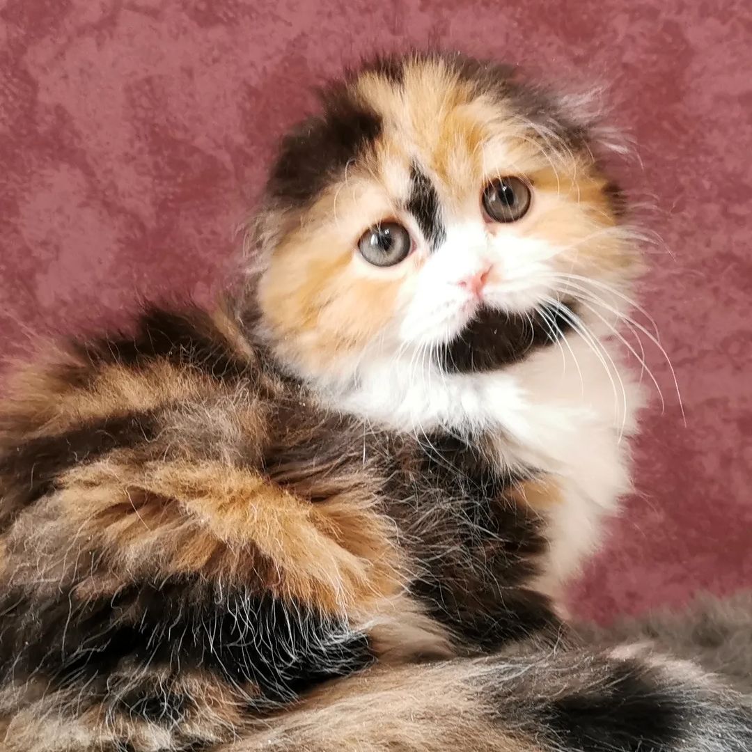 kittens_scottishfold_longhair в LOOKY — фото 3