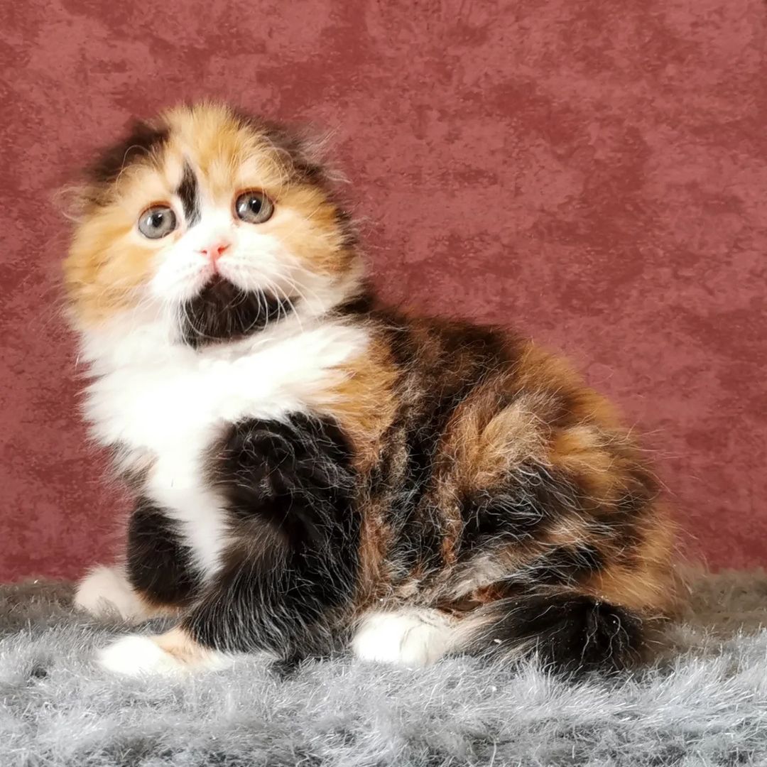 kittens_scottishfold_longhair в LOOKY — фото 6