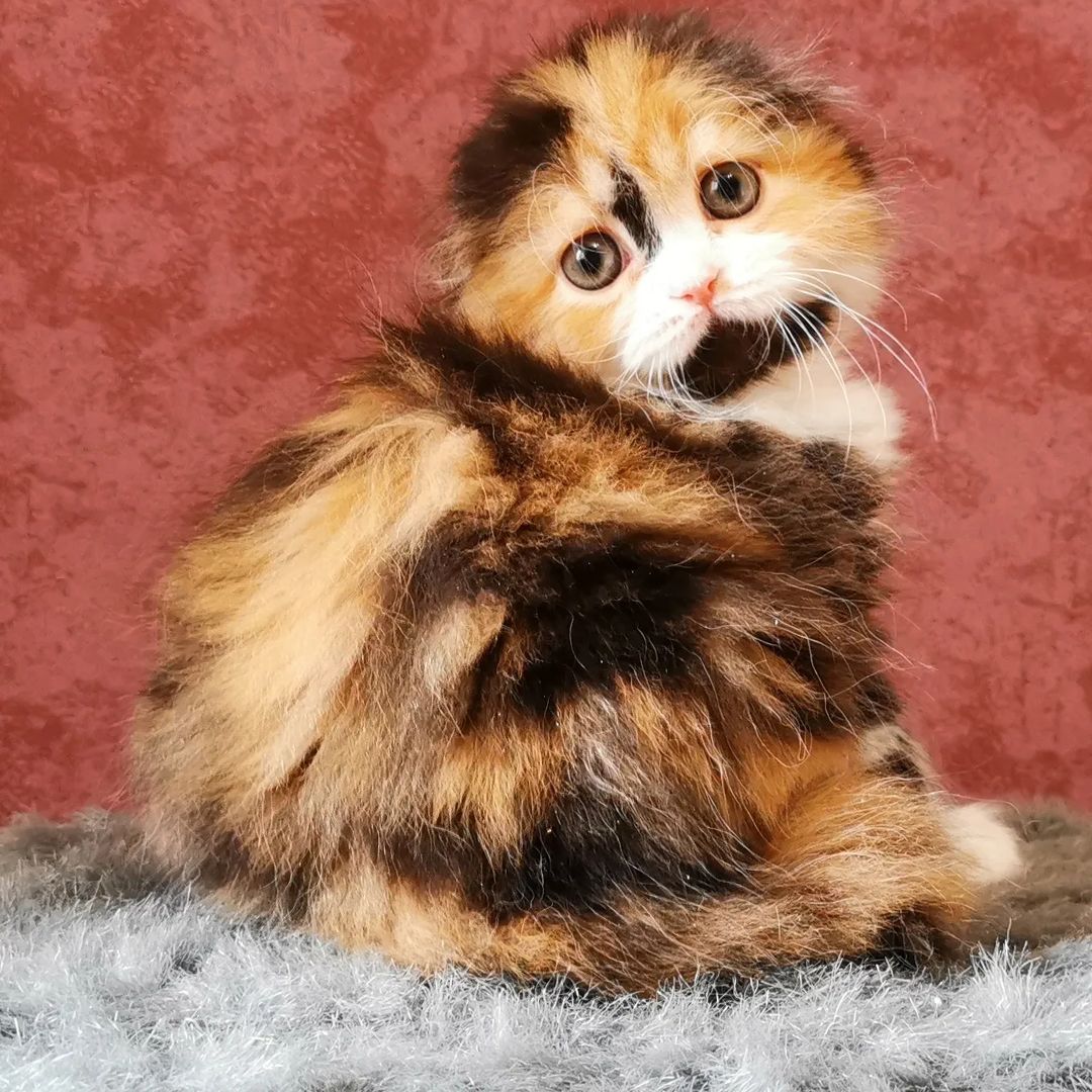kittens_scottishfold_longhair в LOOKY — фото 4