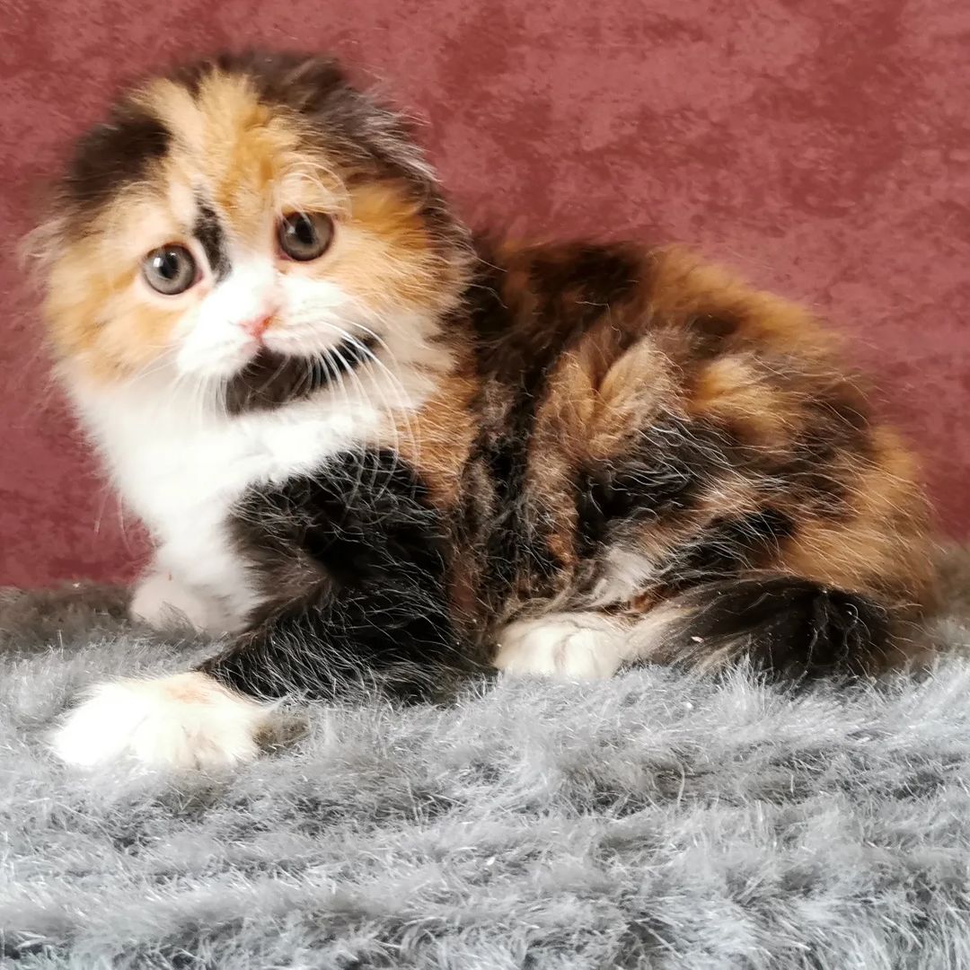 kittens_scottishfold_longhair в LOOKY — фото 7