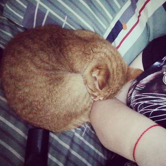 danechka_95ya в LOOKY. #любимаярыжаяморда#котикинаркотики#котикитакиекотики#вечерпослеработы. #любимаярыжаяморда#к...