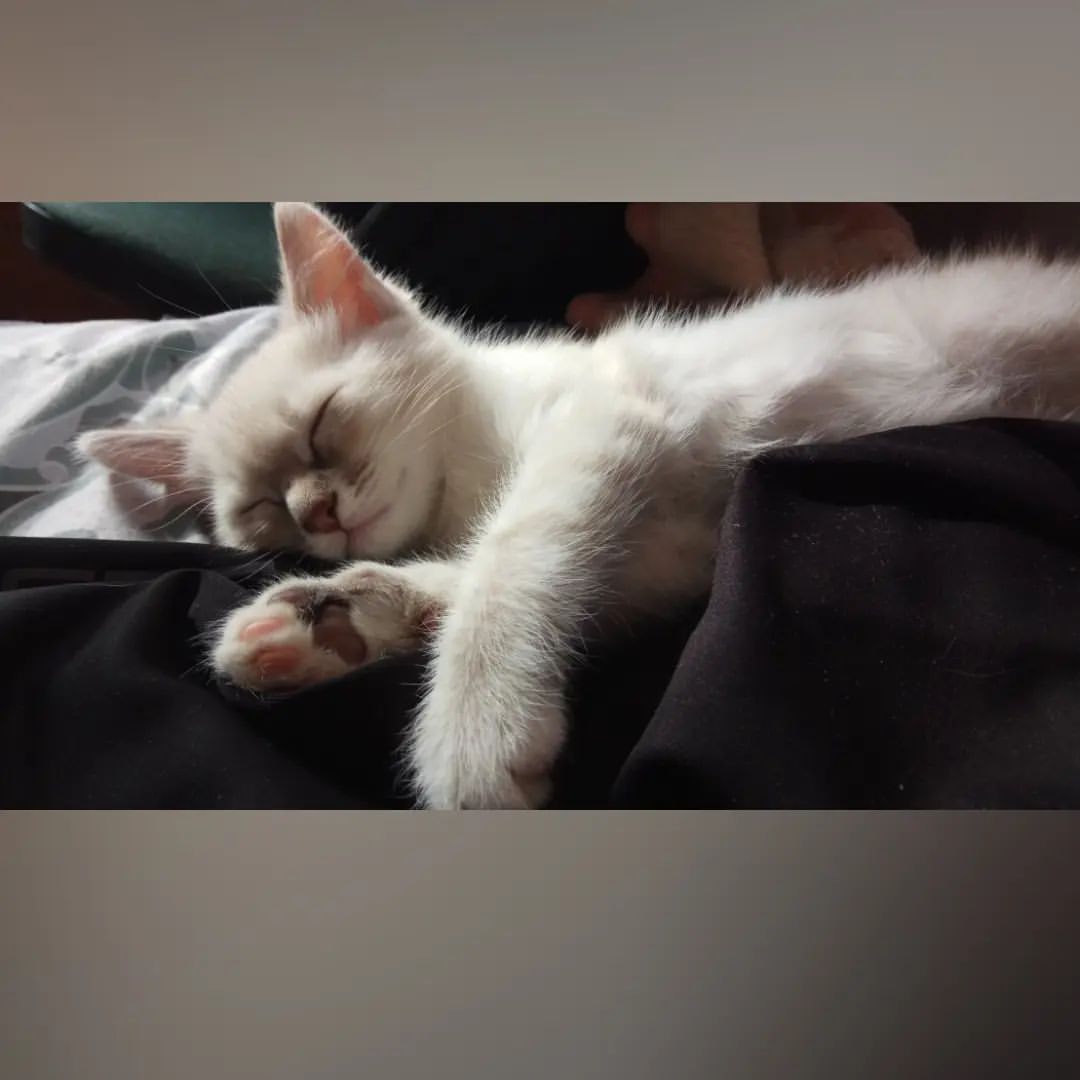 viktormarmon в LOOKY — Котэ. #кошка #кот