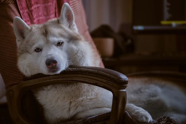 husky_easy в LOOKY. #husky,#siberianhusky,#huskyphotography,#huskygram,#huskylove,#huskylovers,#huskylovingclub,#huskylife,#allthingshusky,#instahusky,#huskyofinstagram,#huskypics,#huskiesreq,#huskiesofinstagram,#huskyrussia,#dogsofinstagram,#igcutest_animals,#ilovehusky,#justhuskies,#bestwoof,#dog_features,#dogs_of_world,#dogphotography,#excellent_dogs,#хаски,#хаскифото,#хаскивмоскве. Погода, ну, полный о...