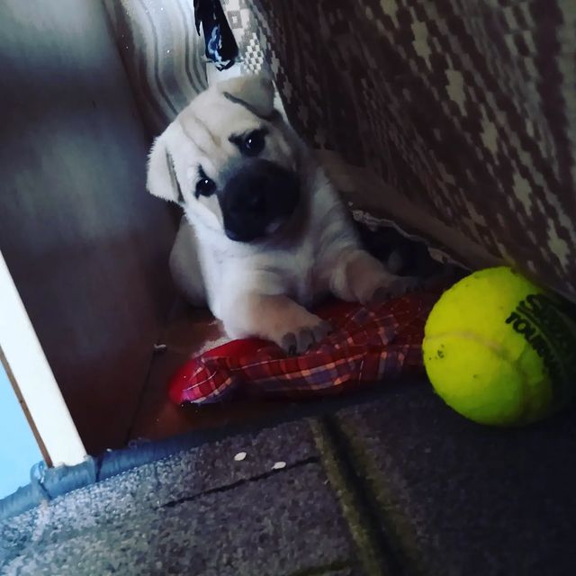 Anastasia Str в LOOKY. #моясемья,#metisMolly,#molly,#dog,#собакадругчеловека,#шарпей,#лайка. В моей семье пополне...