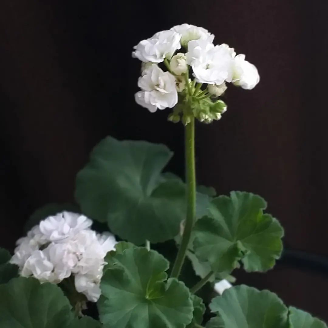 pelargonium_krd в LOOKY — фото 4