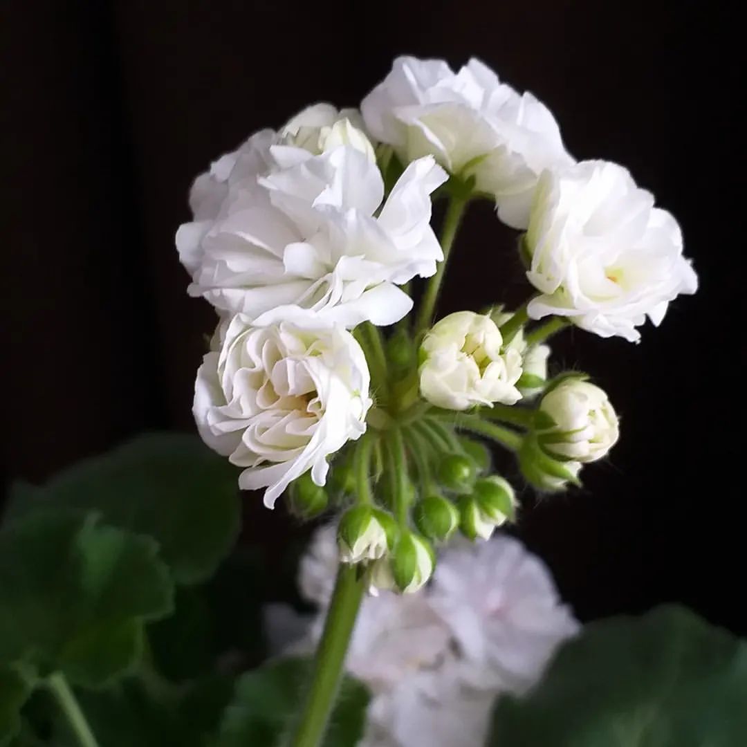 pelargonium_krd в LOOKY — фото 2
