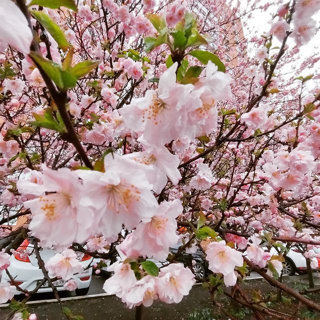 lenaaskaron в LOOKY. #весна2022🌸,#мимопроходимое. #весна2022🌸  #мимоп...