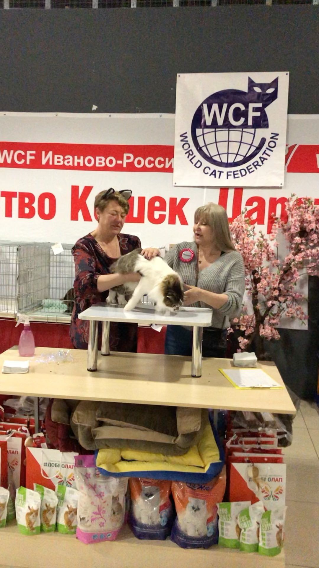 sheerfold_cattery в LOOKY. . Ринг молодых животны...