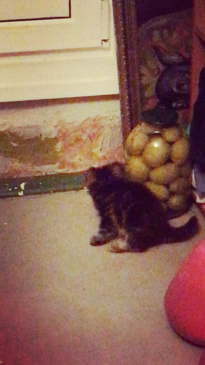 iamzhanulya в LOOKY. #котики#котята#милота. #котики#котята#милот...