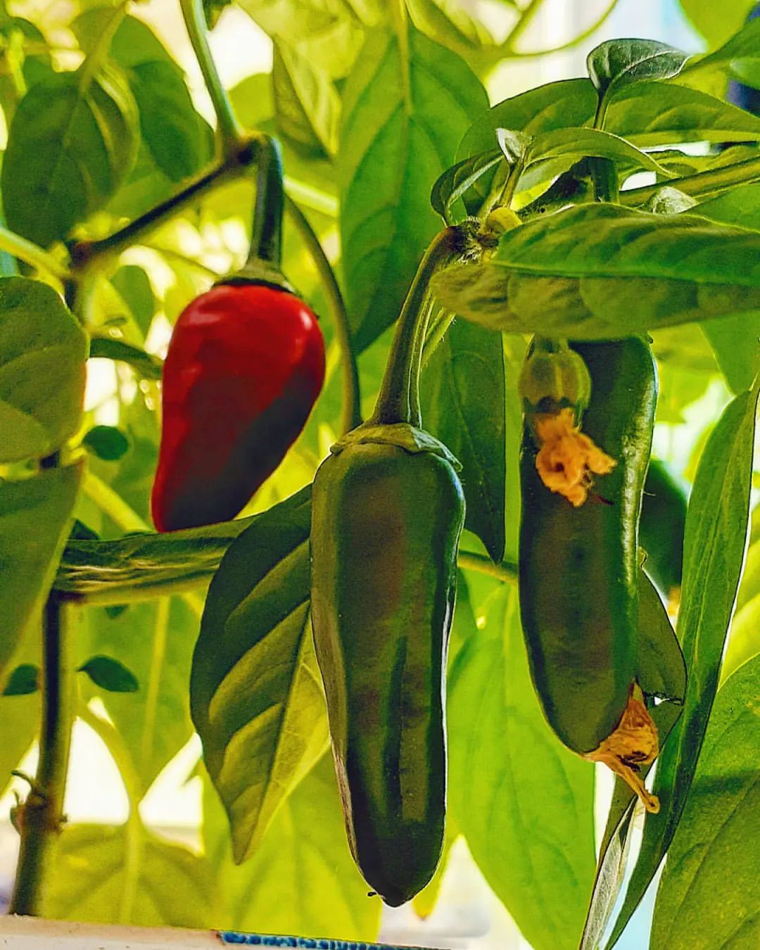 antsiferovbreed в LOOKY — фото 4