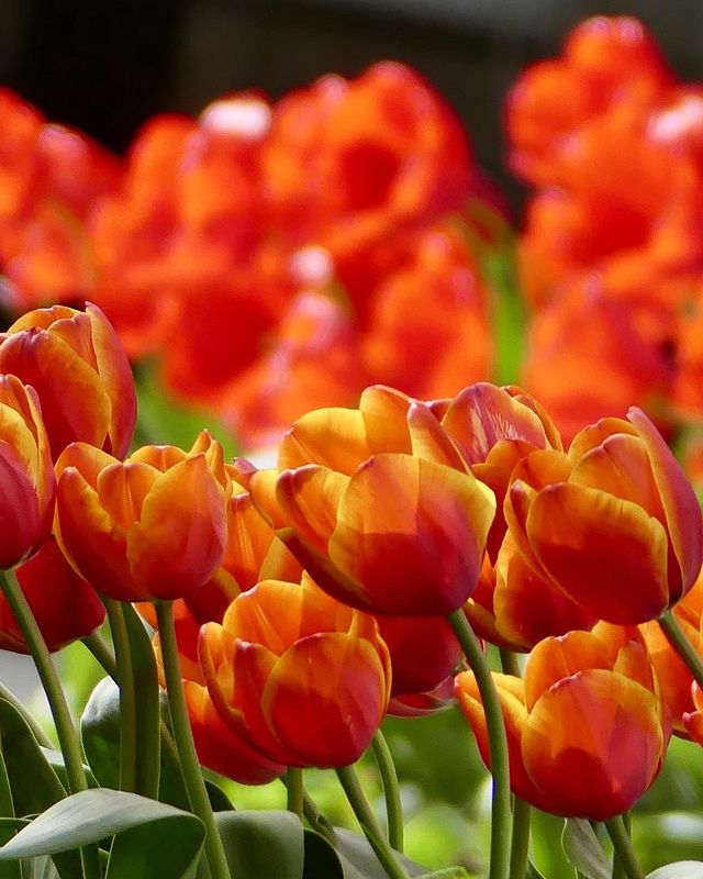 j_o_n_k_a в LOOKY. . null