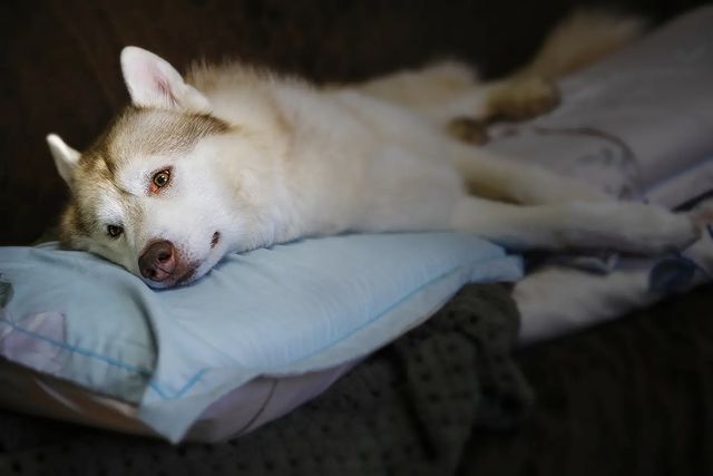 husky_easy в LOOKY. #husky,#siberianhusky,#huskyphotography,#huskygram,#huskylove,#huskylovers,#huskylovingclub,#huskylife,#allthingshusky,#instahusky,#huskyofinstagram,#huskypics,#huskiesreq,#huskiesofinstagram,#huskyrussia,#dogsofinstagram,#igcutest_animals,#ilovehusky,#justhuskies,#bestwoof,#dog_features,#dogs_of_world,#dogphotography,#excellent_dogs,#хаски,#хаскифото,#хаскивмоскве. Страдалец весенний
#...