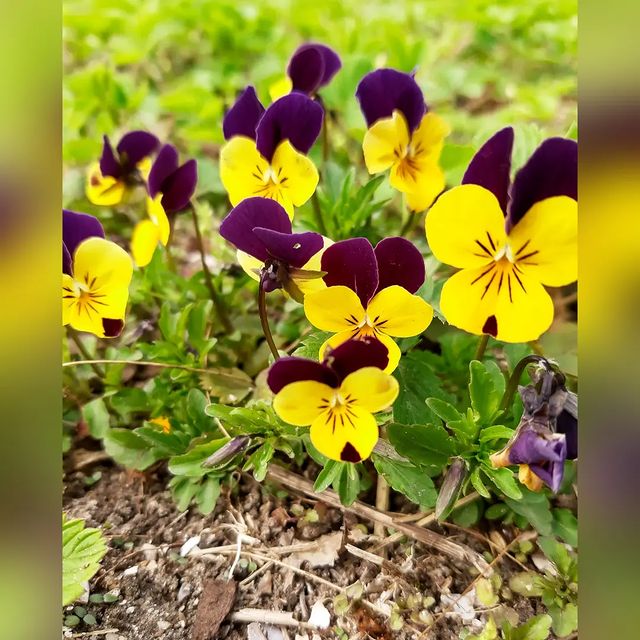 antipka48 в LOOKY. . null