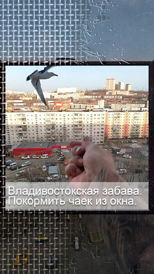 aleshin.kot в LOOKY. #владивосток,#чайки,#море,#птицы,#кормитьчаек,#голуби,#vdk,#приморскийкрай. Приехал на выходные ...