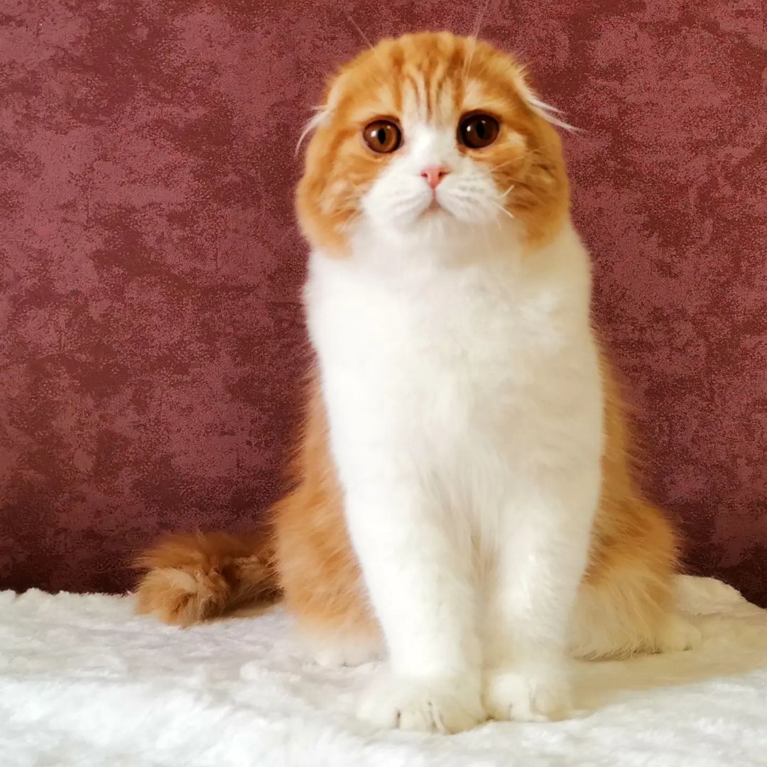 kittens_scottishfold_longhair в LOOKY — фото 3